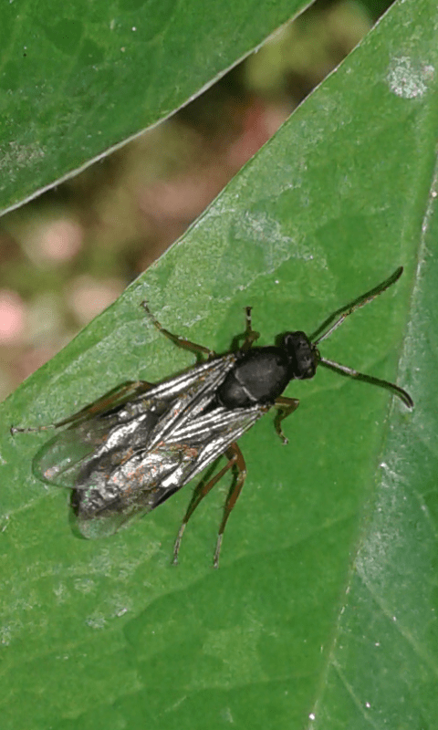 Hymenoptera da ID